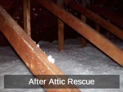 After Attic Rescue