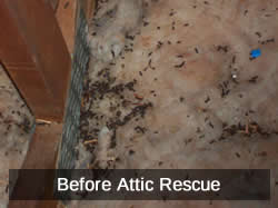 Before Attic Rescue